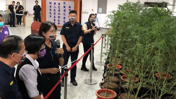 執行防疫不忘緝毒 彰化檢警破獲民宅栽種275株大麻