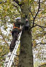 Barn Owl box instalation