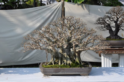 Bonsai Beringin Lokal