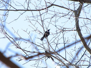 Common Grackle