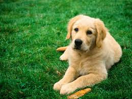 Sweet dog sitting on the grass