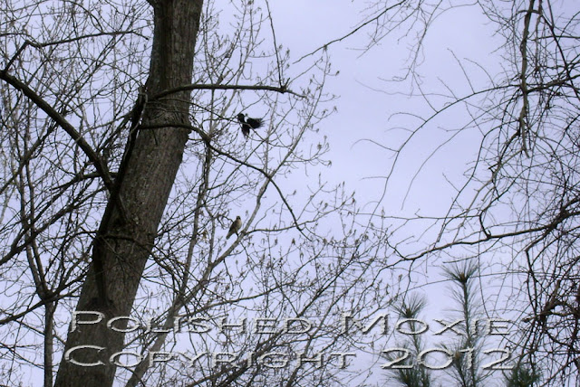 Image of a crow dive bombing a hawk sitting in a tree.