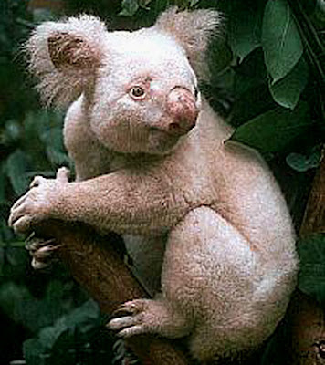 The Koala is a thickset arboreal marsupial