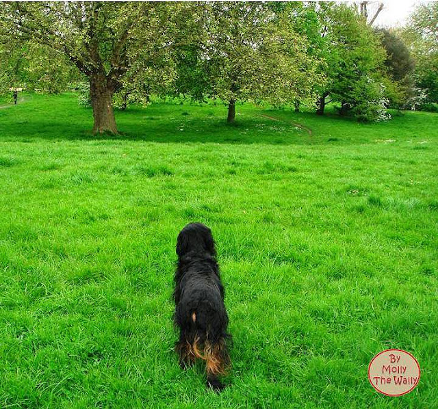 Molly The Wally & A Lark In The Park!