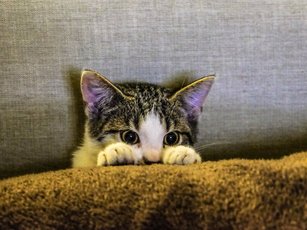 Make Your Kitten Happy with CBD Cats Products 