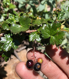 Ribes lacustre