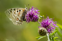 Parnassius apollo