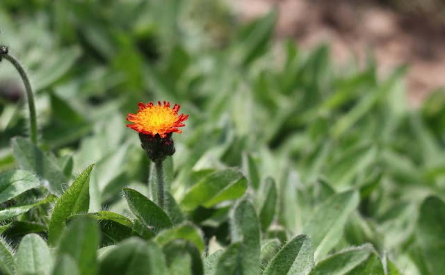 Hieracium Aurantiacum Flowers Pictures