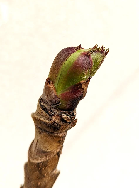 膨らみ始めたタラの芽