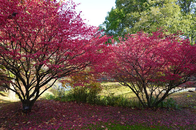 鳥取県西伯郡南部町鶴田　とっとり花回廊　花の谷　木々の紅葉