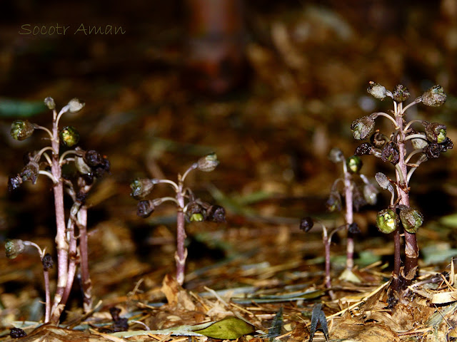 Gastrodia confusa