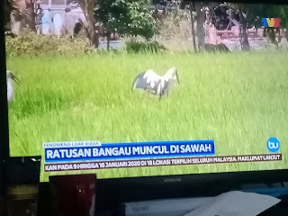 kehadiran ratusan burung bangau (putih hitam) di sebuah kampung di Negeri Sembilan