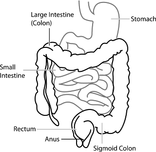 Digestive-System,anatomy-of-digestive-system,organs-of-digestive-system,large-intestine,intestine