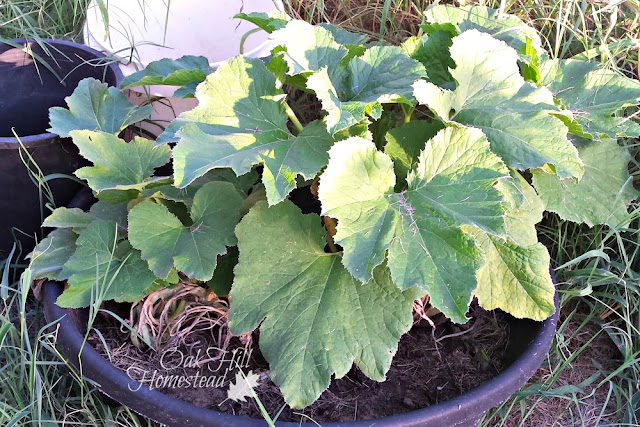 A zucchini plant growing in a container