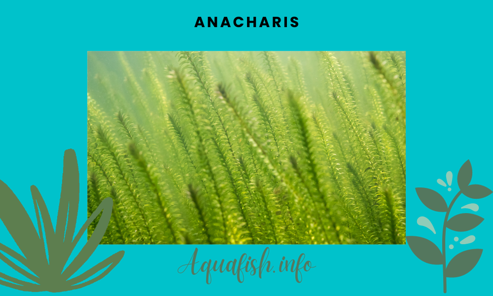 Anacharis