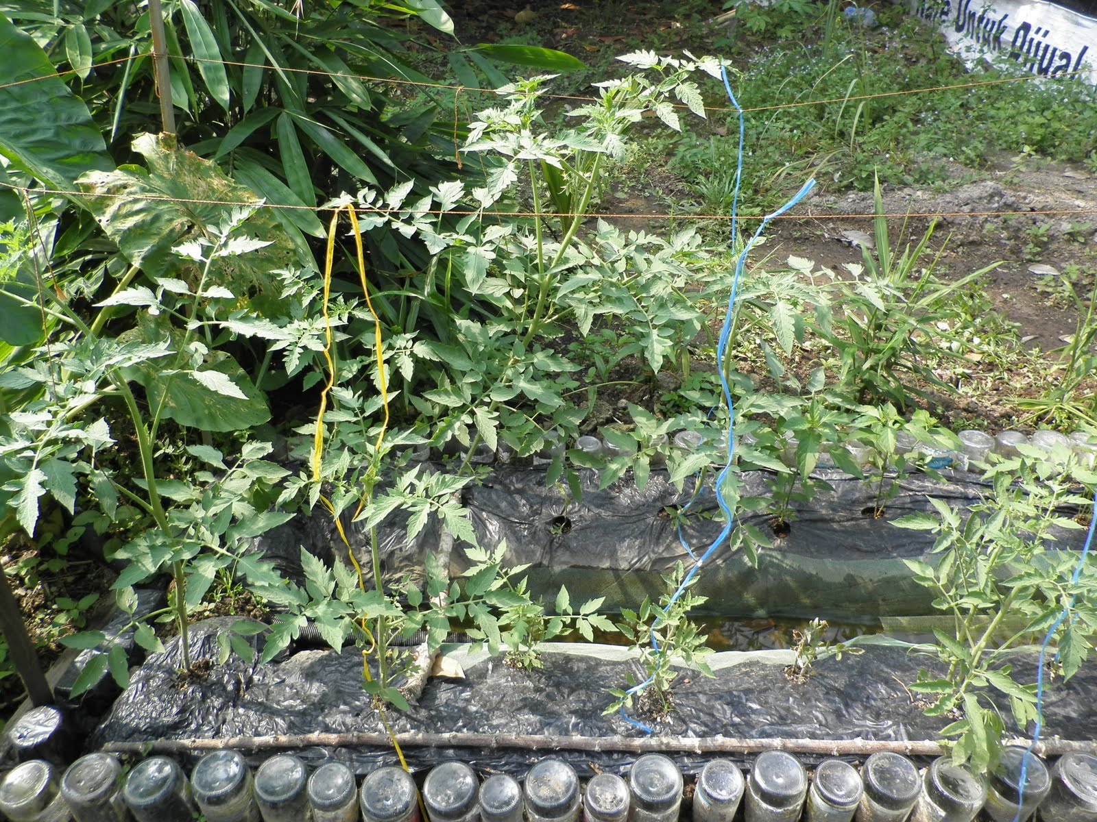 batas tanaman in english