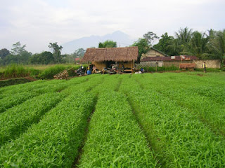 INFO SIHAT PERUBATAN ALTERNATIF: ORGANIC MEANS (Maksud 