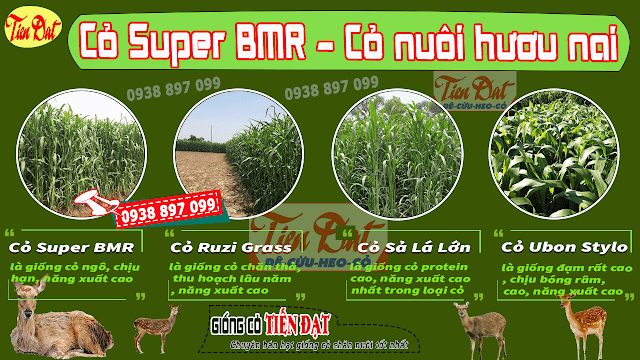 Loại cỏ tốt nhất cho hươu nai là cỏ sudan lai Super BMR