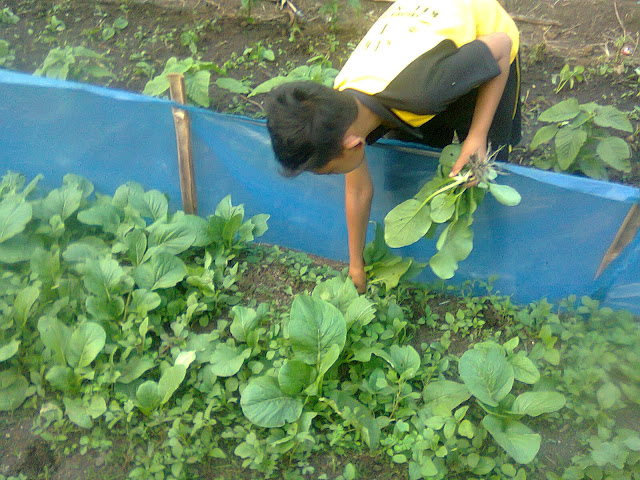 Seorang Anak Sekolah Dasar Dilatih Untuk Berkebun