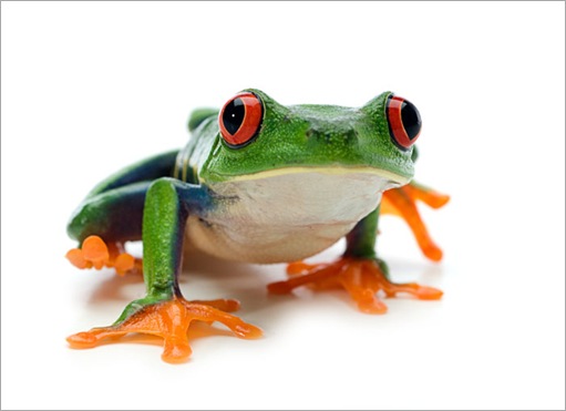 tree_frog
