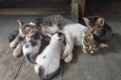 Manis Strawberi: Kasih dan Sayang Seekor Ibu Kucing - kasih kucing