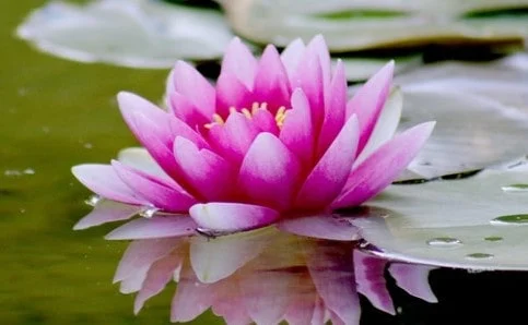 water lily pic