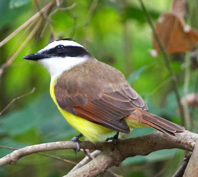 Pictures Of Texas Birds