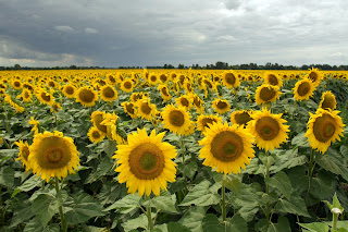 Sunflowers in field - Photo by Kostiantyn Li on Unsplash