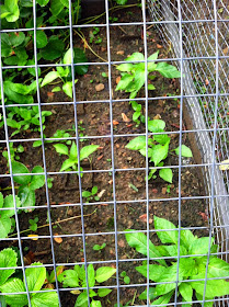 organic peppers