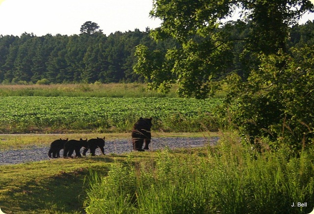 Alligator River NWR, North Carolina