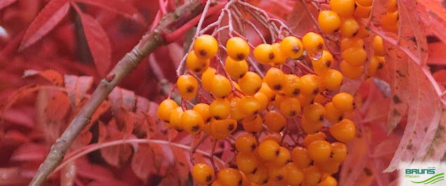 Sorbus aucuparia 'Autumn Spire'