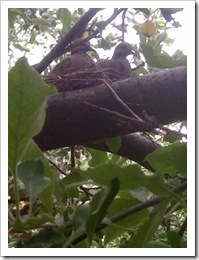mourning_doves