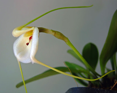 Masdevallia andreettana care and culture