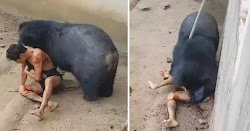  Αυτή είναι η τρομακτική στιγμή που μια αρκούδα επιτίθεται βίαια σε έναν τουρίστα που την πείραζε, κουνώντας φαγητό μπροστά της. Ο 36χρονος ...
