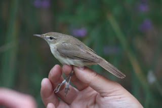 Blyth's Reed Warbler