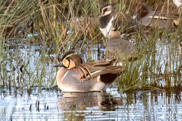 Baikal teal