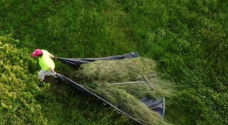 Man pulling tarp with cut hay and a wooden hay rake