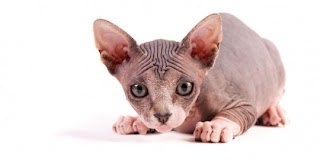 Sphynx