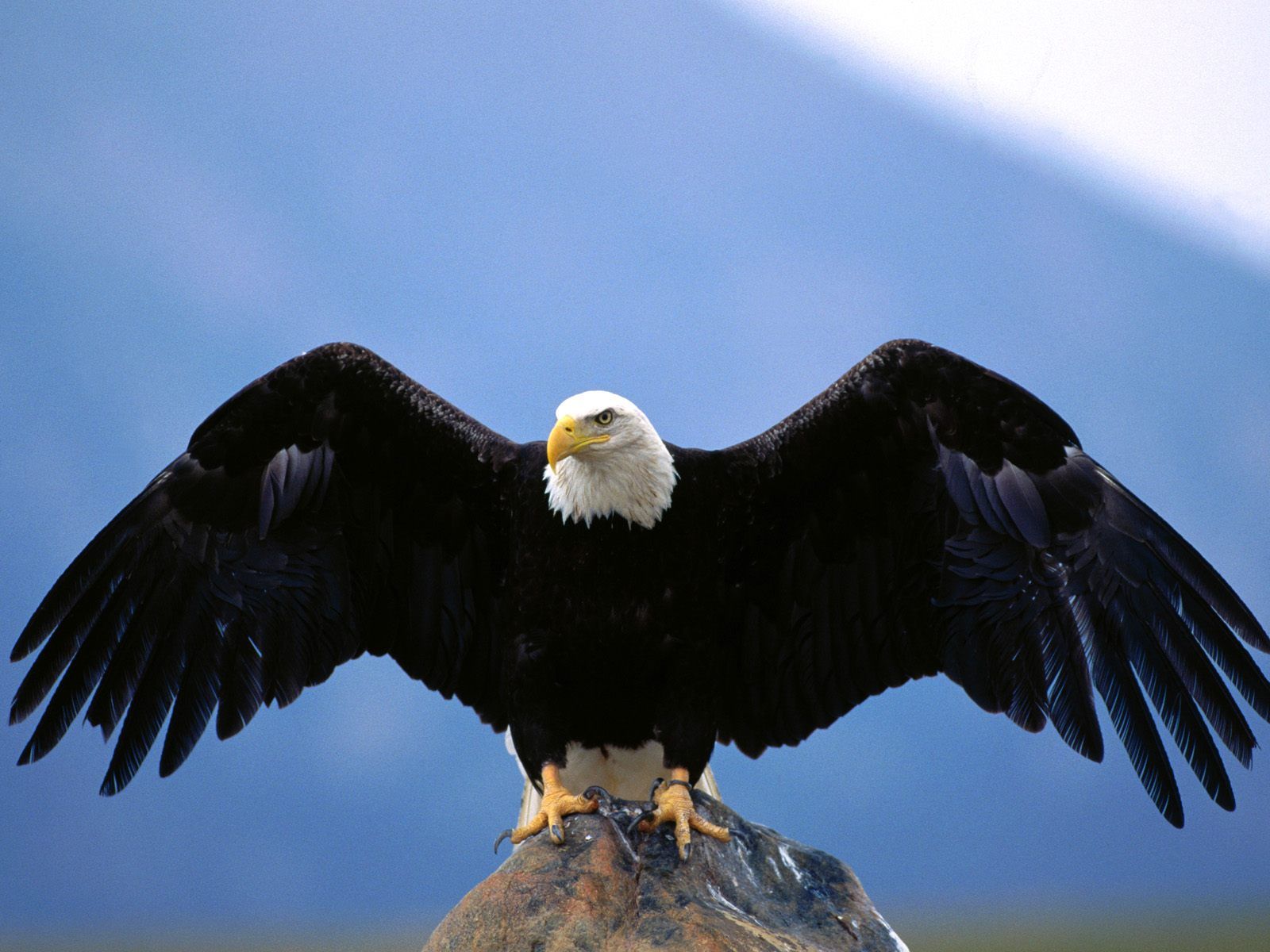 TipTop 3D  HD  Wallpapers  Collection Eagle  Wallpapers 