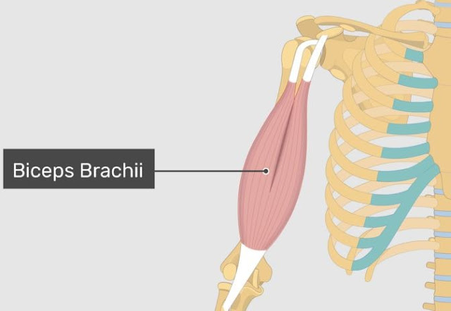 fungsi otot biceps brachii dan bagaimana otot ini berperan dalam aktivitas sehari-hari dan olahraga.