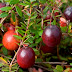 Cranberries Only Frequently Asked Questions