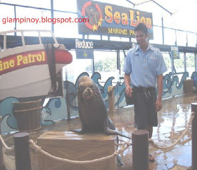 sealion show