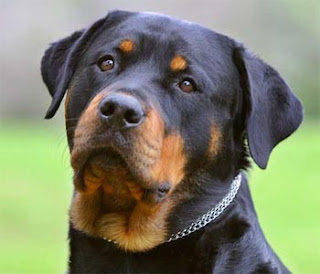 rottweiler dog puppt puppies animal pets picture