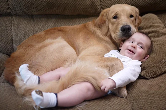 A Heartwarming Bond: Smart Dog Safeguards Baby’s Sleep with Loving Hugs