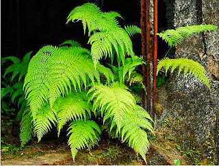 Fern and Rust photograph by Mark Malinowski