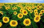 Bunga Matahari Indonesia / Tanaman hias bunga matahari mini - pohon bunga seribu ... - Bunga matahari adalah bunga cantik berwarna kuning cerah yang tinggi batangnya dapat.
