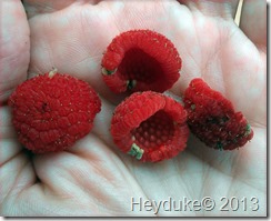 Thimble Berries