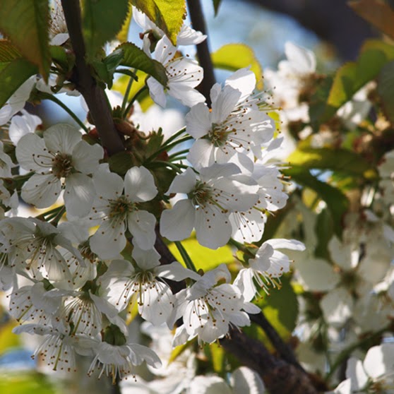 Hvide blomster i massevis på kirsebærtræet
