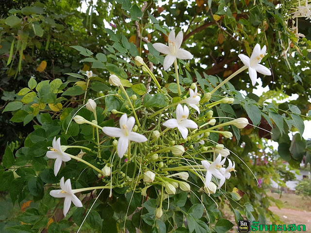 ຕົ້ນກາງຂອງ / Millingtonia hortensis L.f.ລັກສະນະພືດສາດ ຕົ້ນກາງຂອງເປັນໄມ້ຢືນຕົ້ນຂະໜາດນ້ອຍ, ລໍາຕົ້ນຕັ້ງຊື່, ມີຄວາມສູງ 5-10 ມ