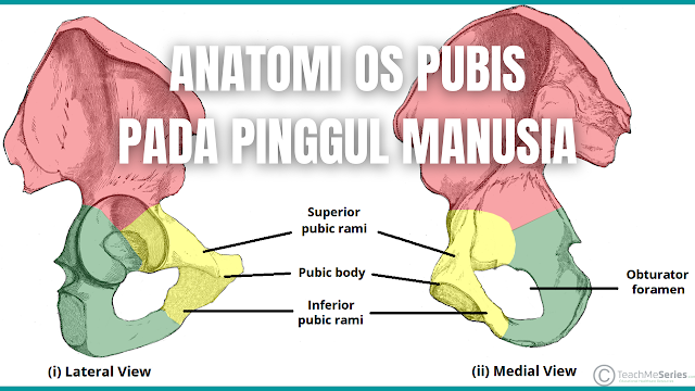 Anatomi Os Pubis Pada Pinggul Manusia Os pubis adalah bagian yang paling anterior dari tulang pinggul. Pada Os pubis atau tulang pubis terdiri dari bagian pubic body atau tubuh, ramus superior dan ramus inferior (ramus = cabang). Berikut penjelasan mengenai letak dari ketiga bagian tersebut.  Pubic body atau Tubuh kemaluan Terletak di medial, itu berartikulasi dengan tubuh kemaluan yang berlawanan di simfisis pubis. Aspek superiornya ditandai dengan penebalan yang membulat (puncak kemaluan), yang meluas ke lateral sebagai tuberkulum kemaluan. Ramus Pubis Superior Memanjang ke lateral dari tubuh menjadi bagian dari acetabulum. Ramus Pubis Inferior Memproyeksikan ke arah iskium.  Bersama-sama, rami superior dan inferior membungkus bagian foramen obturator - yang dilewati oleh saraf obturator, arteri dan vena untuk mencapai tungkai bawah.    Nah itu dia bahasa dari anatomi os pubis pada pinggul manusia. Melalui bahasan diatas bisa diketahui mengenai anatomi dari os pubis pada manusia. Mungkin hanya itu yang bisa disampaikan di dalam artikel ini, mohon maaf bila terjadi kesalahan di dalam penulisan, dan terimakasih telah membaca artikel ini."God Bless and Protect Us"  Referensi : teachmeanatomy.info